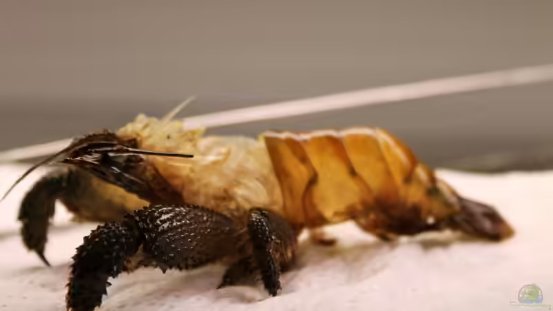 die Exuvie (leere Hülle) einer gabonensis mit ca 15cm von die Perle... (52)