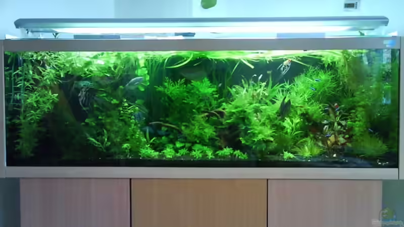 Die Fadenfische sind noch zu besuch,ziehen bald wieder aus. von Der Harzer. (1)