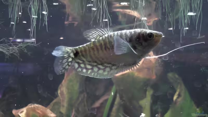 Die Fadenfischwitwe von Kimberly (3)