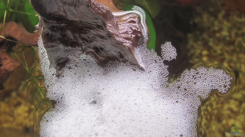 Die Fafis fühlen sich so wohl - gleich Schaumnestbau nach erster Umgestaltung von Mofafi-Liebhaber (89)