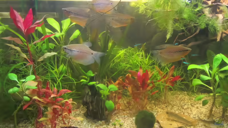 Die Fafis werden durch die Abdunklung in ihrer Farbausprägung gewaltig von Mofafi-Liebhaber (49)