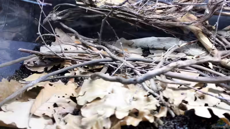 Die Falllaubschicht mit Schwemmgeäst von Falk (4)