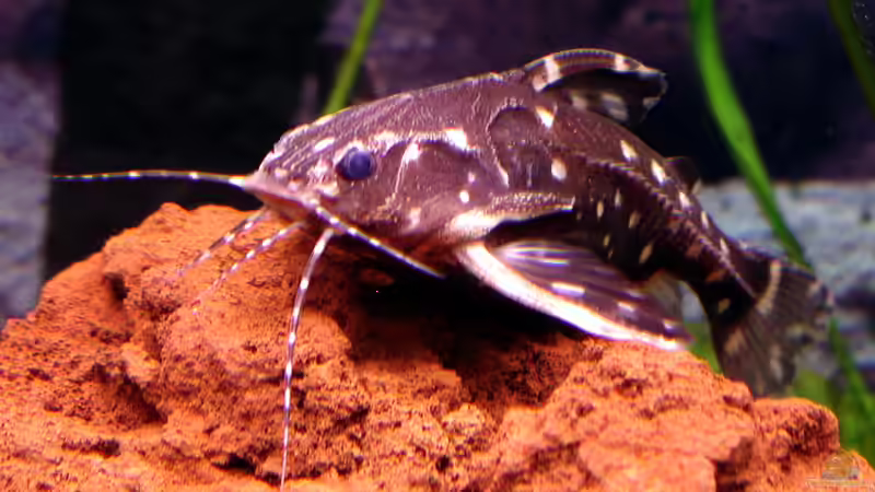 Die Familie der Dornwelse - Alles Wissenswerte für Aquaristik-Fans