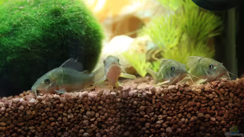 die Fantastischen Vier von Oli M. (19)