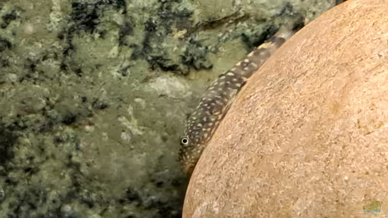 Die Farbe wechselt je nach Untergrund oder Stimmung von okefenokee (29)