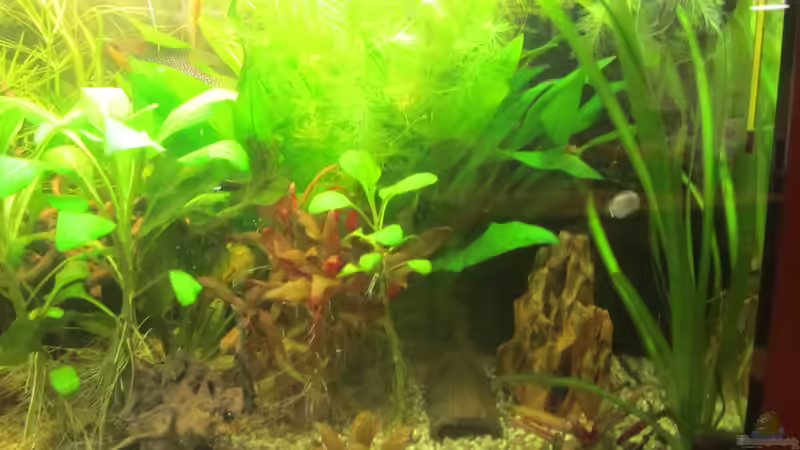 Die Farbvariationen sind wirklich toll von Mofafi-Liebhaber (10)