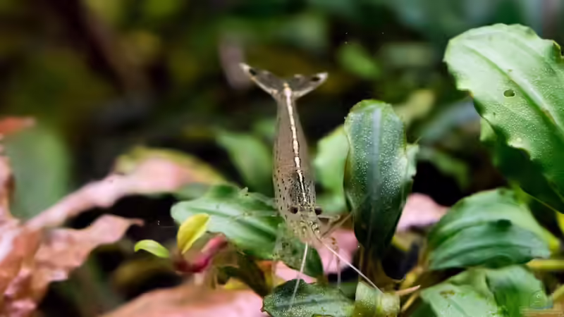 Die faszinierende Farbenvielfalt der Bucephalandra – Warum schimmern ihre Blätter?