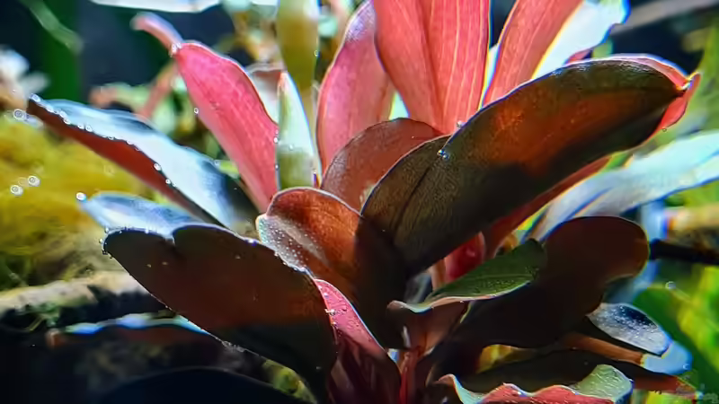 Die faszinierende Farbenvielfalt der Bucephalandra – Warum schimmern ihre Blätter?