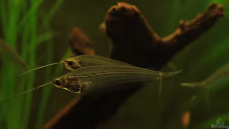 Die faszinierende Welt der Indischen Glaswelse- Kryptopterus minor