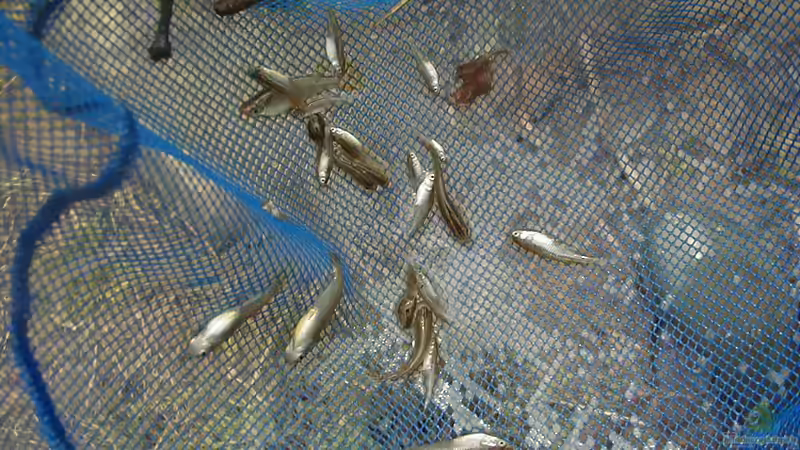 Die faszinierende Welt der Medaka: Einblicke in die farbenprächtigen Zierfische