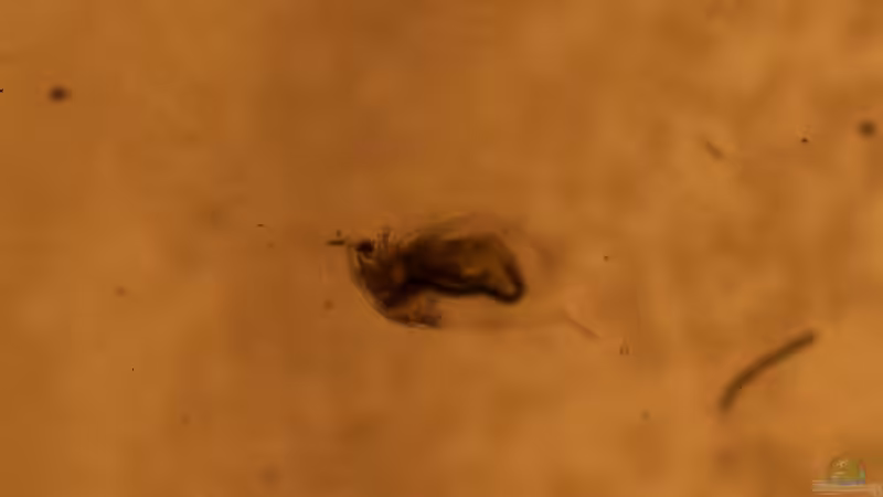 Die faszinierende Welt der Wasserflöhe: Einblick in die kleinen Wunder der Gewässer