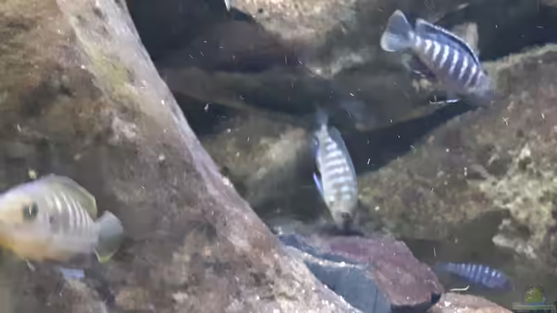 die Felsen werden abgeweidet von Miketsch (32)