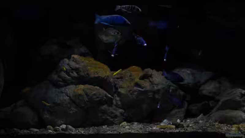 Die Felszone und der Algenbewuchs ..  von AjakAndi (13)