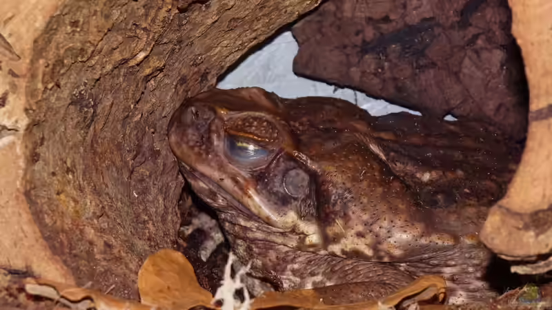 Die fette Kröte und die große Müdigkeit :) von Cichliden-Kabuff (15)