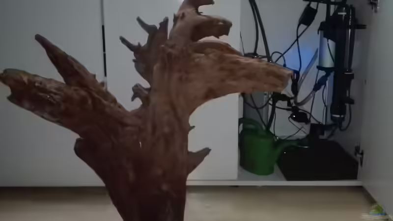 Die fette Mangrovenwurzel musste noch gestutzt werden. von Lance Hardwood (41)