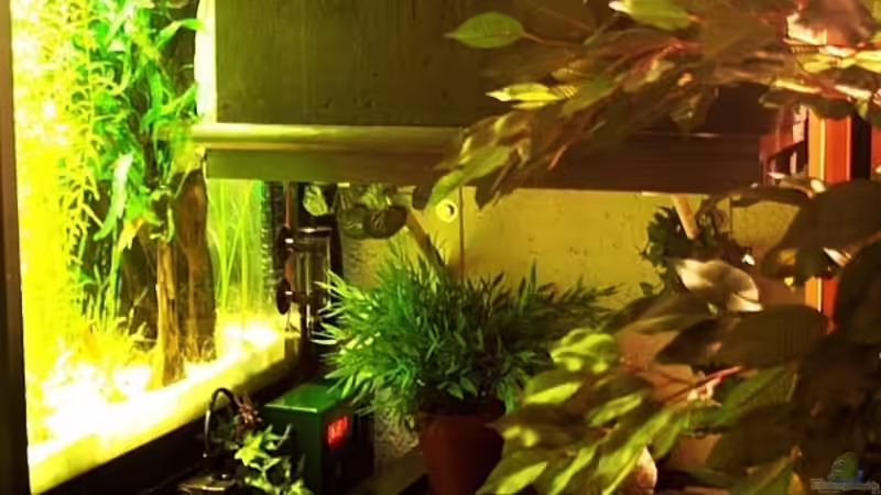 Die Filter neben dem Aquarium verdeckt zum Gesamtbild passend. von Grobi (25)