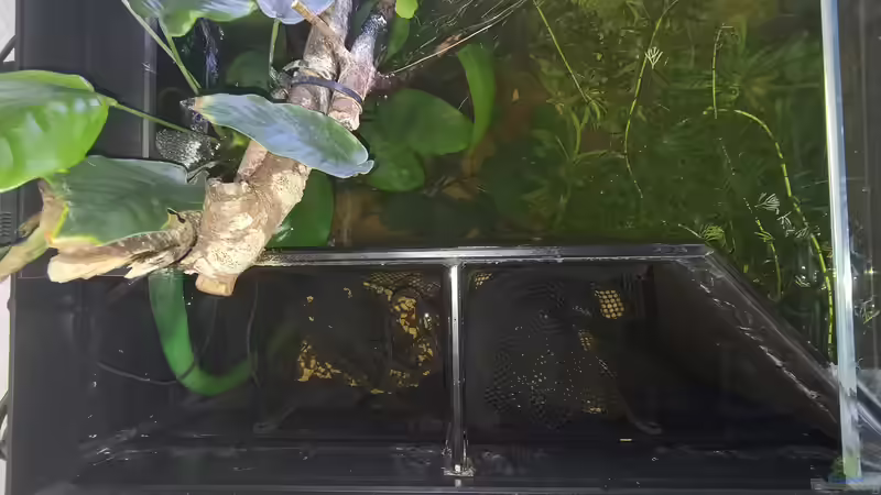 Die Filterkammer  von Blackwater (11)