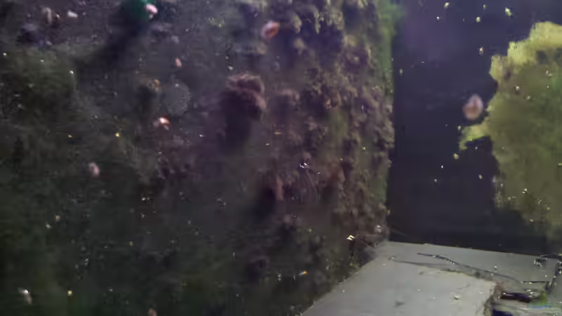 die Filtermatte, mit ´Algenbüschen´ von Exoskelett-Fan (14)