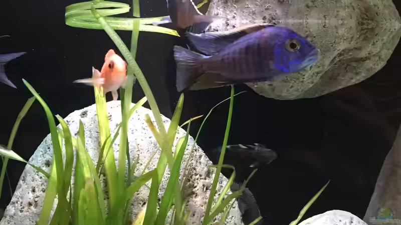 Die Firefische haben neue Spielkameraden bekommen von Malawihude (10)