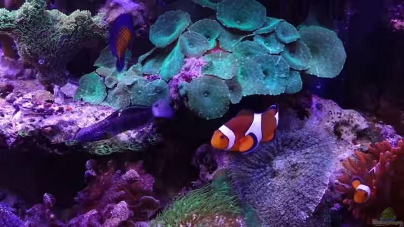 Die Fische im Becken von Seewasserpanscher (4)