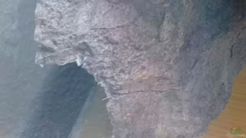 Die Fische können auch hinter die Rückwand von Tobias Sch. (5)