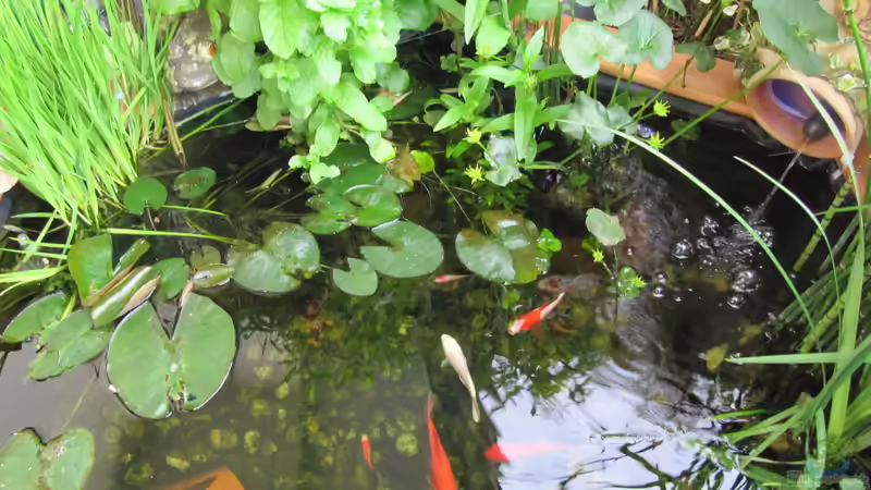 die Fischen kommen bald in den Keller von Muschelherz (1)