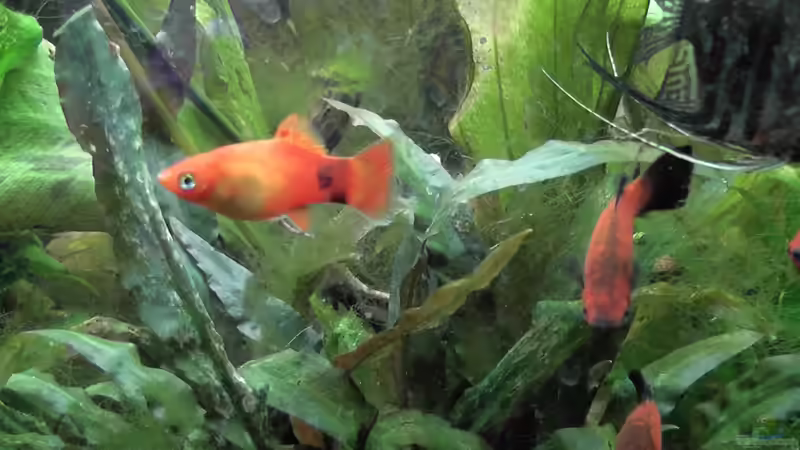 Die Fischis sin aufgeregt von Kimberly (5)