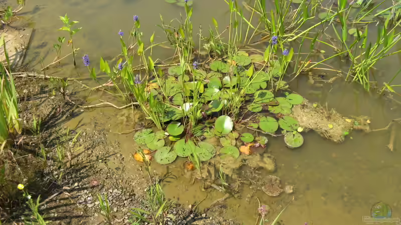 Die Flachwasserzone im Teich: Bedeutung, Gestaltung und Pflege