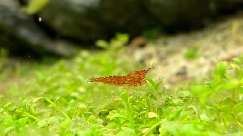 Die fleissigste und kleinste Reinigungsmaschine - 1 von Dominic (30)