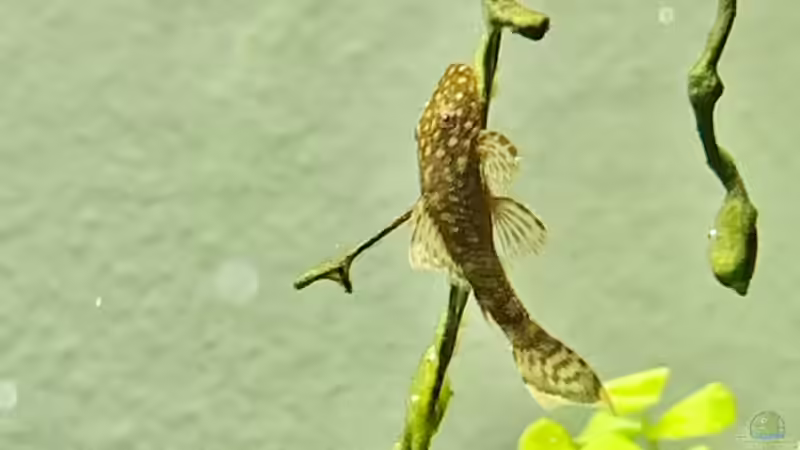 Die fleissigste und kleinste Reinigungsmaschine - 2 von Dominic (31)