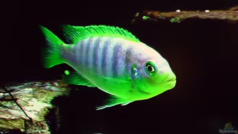 Die Folgen von zu proteinhaltiger Nahrung für Mbunas im Bild festgehalten