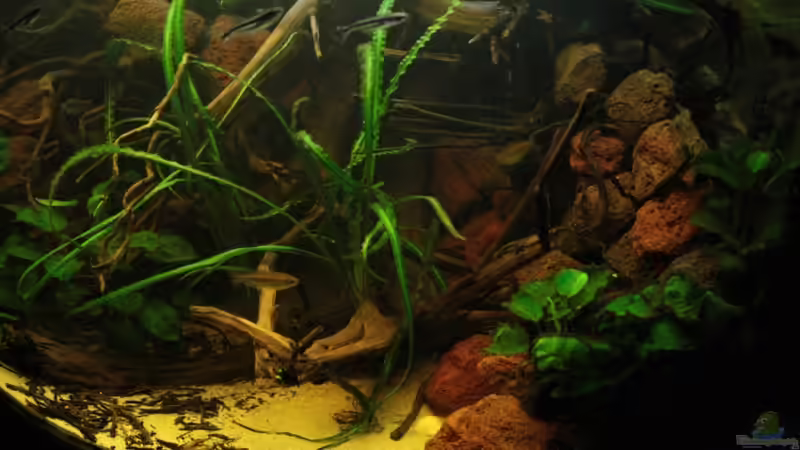 Die Fotografie zeigt Einblicke ins Aquarium von rechts nach links aufgenommen von Bämbel (5)