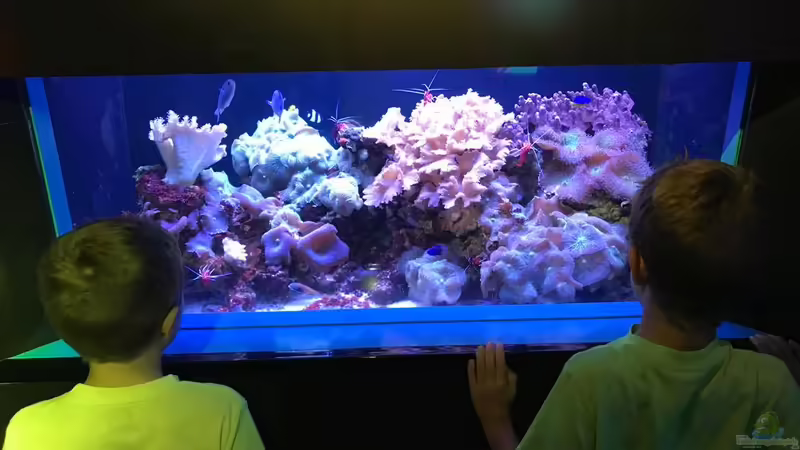 Die Fragen der Kinder zum Aquarium