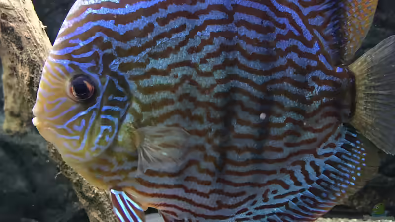 Die frau vom Chef von Pirarucu (44)