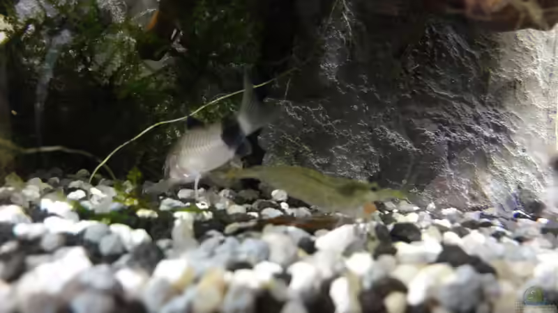 Die friedlichen Pandas vertragen sich bestens mit den Amano-Garnelen. von MengBer (37)