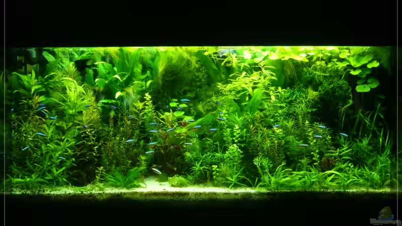 Die Front 14/02/10 von Onkel (1)