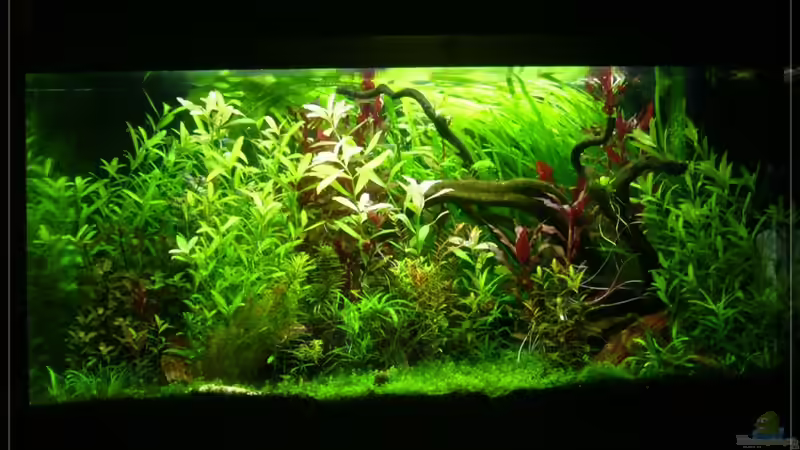 Die Front 14/02/10 von Onkel (2)