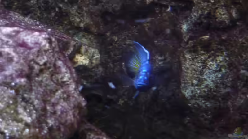 Die Fütterung 24.02.2014 von DER YBBSTALER (26)