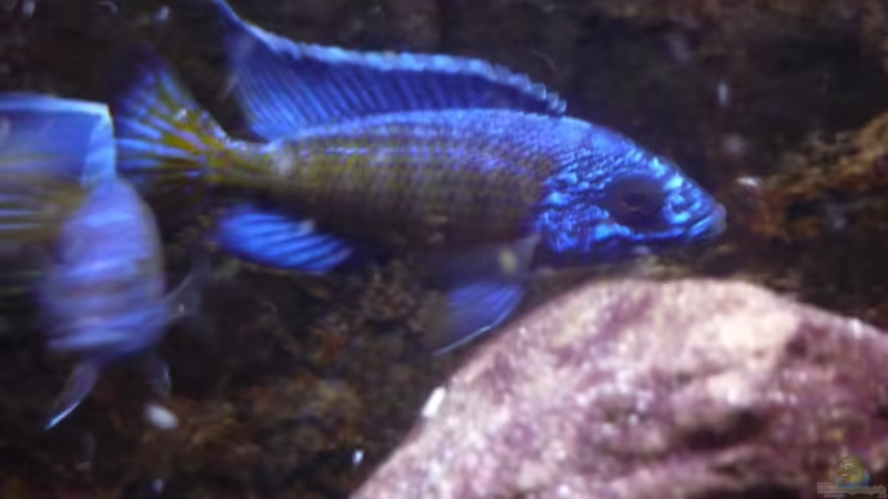 Die Fütterung 24.02.2014 von DER YBBSTALER (27)