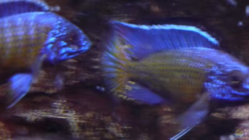 Die Fütterung 24.02.2014 von DER YBBSTALER (28)