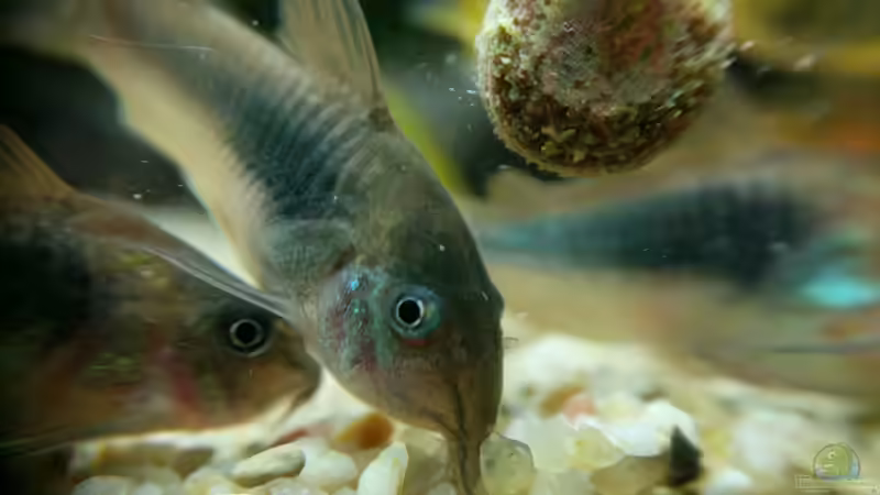 Die Fütterung macht nicht nur den Tieren Spaß ;) (17.06.2020) von Ameisenalex (55)