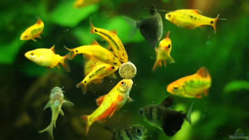 Die Futtertabletten an der Scheibe schmecken den Bewohnern von Danne86 (9)