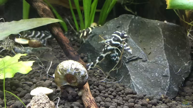 Die Gang von Jule (22)