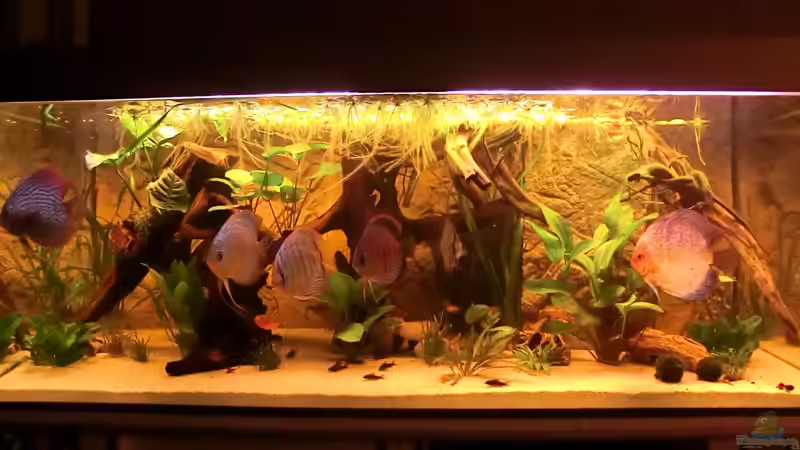 die ganze Bande in Pose von Steven Tumma (67)