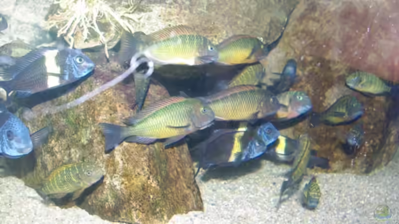 die ganze Bande von Jens Beier (15)