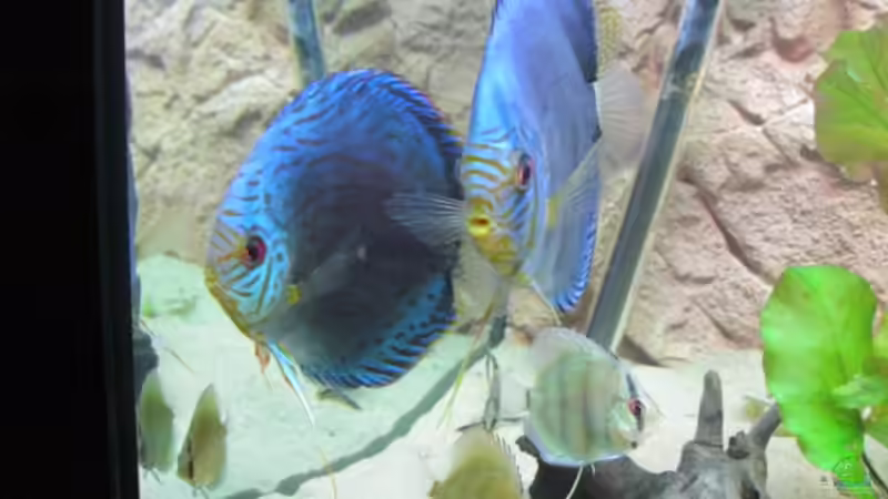 Die ganze Familie von Eichi82 (20)