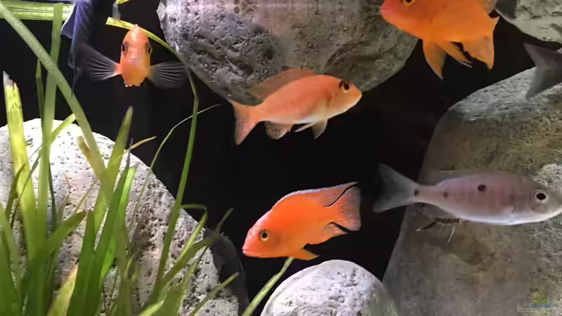 Die ganze Mannschaft (fast) von Malawihude (9)