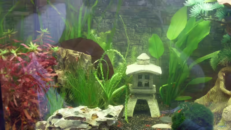 Die Garnelen sind eingezogen von Brausefisch (3)