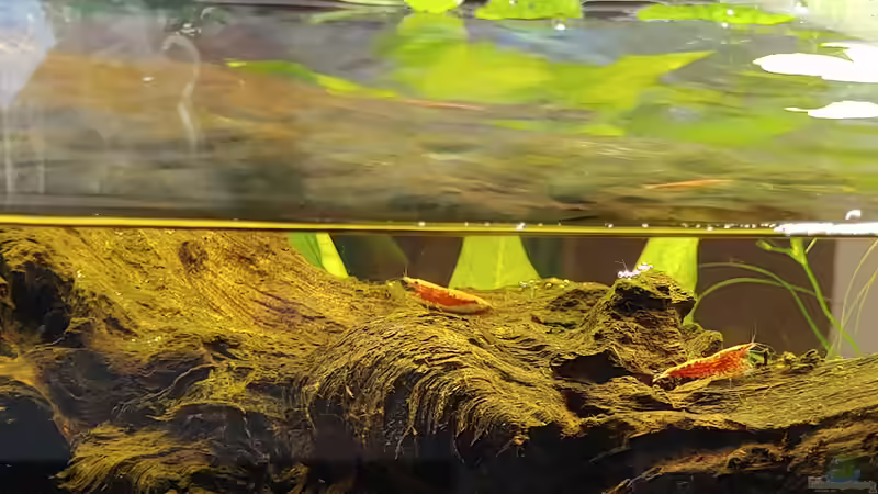 Die Garnelenbande auf der Wurzel von Juno (15)