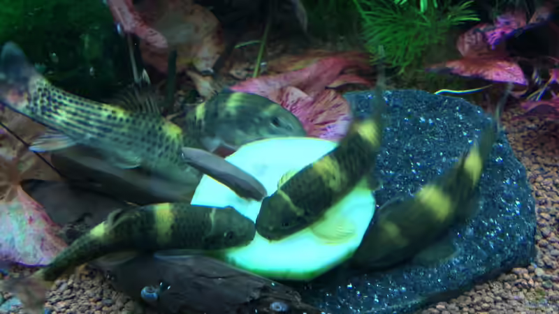 Aquarien mit Garra-Arten